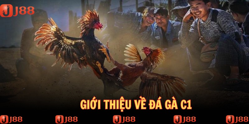 Giới thiệu sơ qua về giải đá gà C1 siêu cuốn
