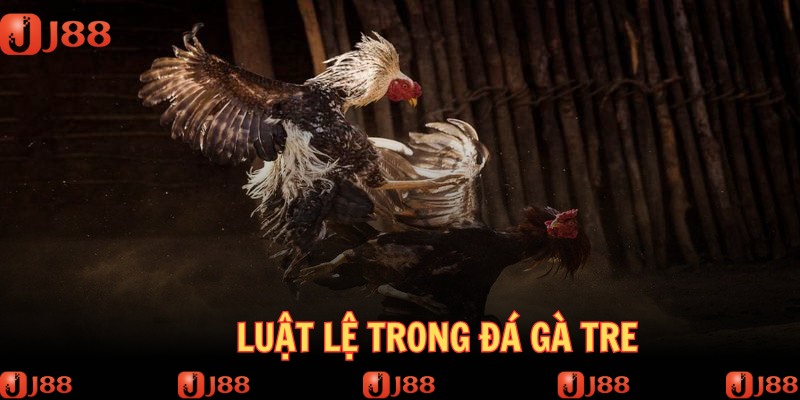 Các luật lệ căn bản trong bộ môn chọi gà tre