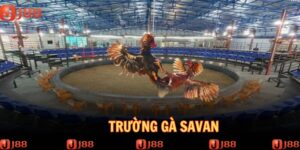 truong-ga-savan