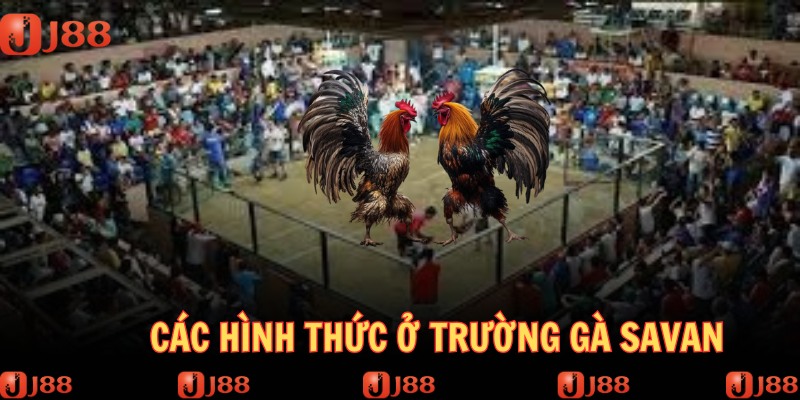 Các hình thức đấu kê đa dạng giúp bạn đặt cược hào hứng